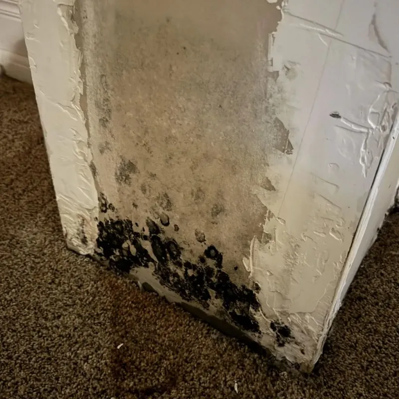 Professional Mold Removal in Romeoville, IL